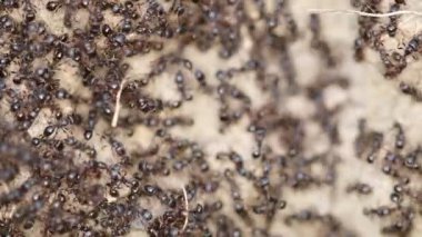 Çok Çalışan Siyah Karıncalar