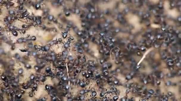 Zwarte Mieren Die Hard Werken Macro Beelden — Stockvideo