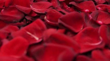 Kırmızı gül yaprakları kökenli.