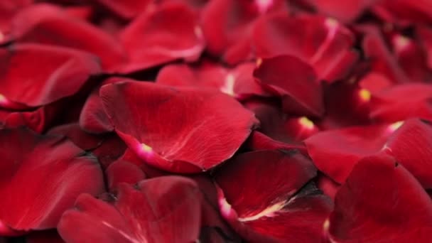 Hintergrund aus Blütenblättern roter Rosen.
