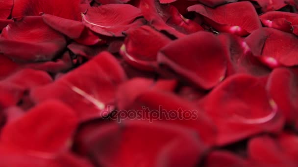 Sullo sfondo petali di rose rosse . — Video Stock