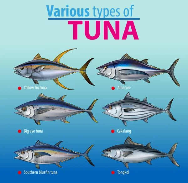 Vector Illustration Various Type Tuna — Stock Vector