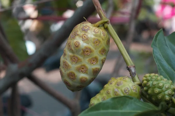 Noni Fruta Comúnmente Utilizada Como Medicinas Tradicionales Hierbas Indonesia —  Fotos de Stock