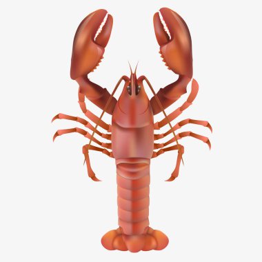 Vektör illüstrasyonu, ıstakoz simgesi veya sembol