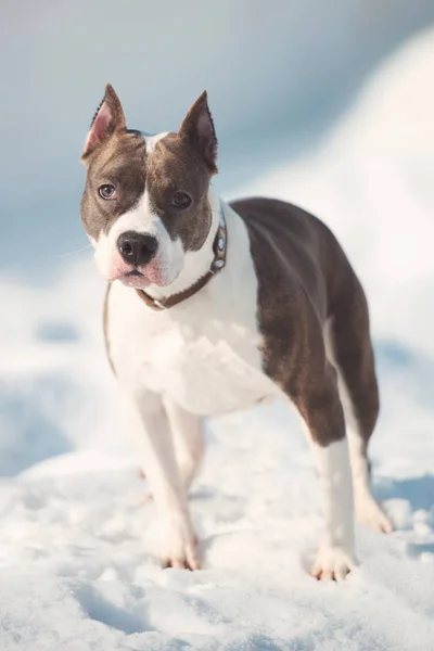 American staffordshire terrier dog running in winter — Stock Photo, Image