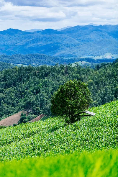 Büyük bir ağaç ve Mısır kuyularının Mısır alanları ve dağ Pa Bong Piang Inthanon Milli Parkı ve Mae Chaem, Chiangmai, Tayland, Thailand, arka plan, yağmur fırtına ile.