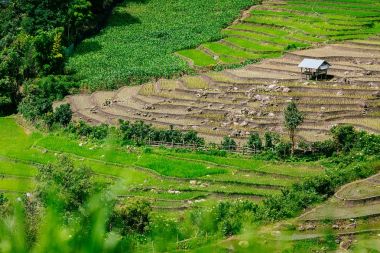 Güzel bir pirinç Teras ve Pa Bong Piang Inthanon Milli Parkı ve Mae Chaem, Chiangmai, Tayland yakınındaki dağ manzarası