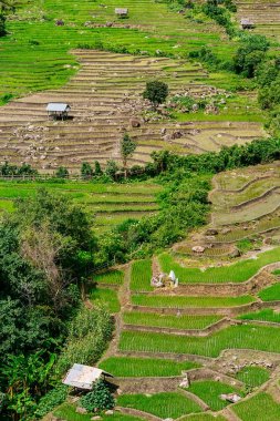 Güzel bir pirinç Teras ve Pa Bong Piang Inthanon Milli Parkı ve Mae Chaem, Chiangmai, Tayland yakınındaki dağ manzarası