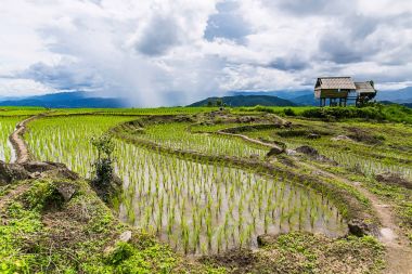 Pirinç Teras çevrili ağaçlar ve dağlar Pa Bong Piang Inthanon Milli Parkı ve Mae Chaem, Chiangmai, Tayland, Thailand, bulutlu bir aydınlatma