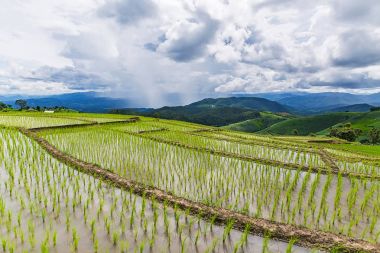 Pirinç Teras çevrili ağaçlar ve dağlar Pa Bong Piang Inthanon Milli Parkı ve Mae Chaem, Chiangmai, Tayland, Thailand, bulutlu bir aydınlatma