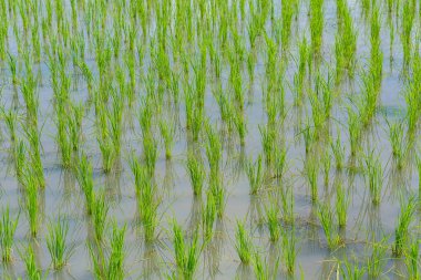 Pirinç Teras çevrili ağaçlar ve dağlar Pa Bong Piang Inthanon Milli Parkı ve Mae Chaem, Chiangmai, Tayland, Thailand, bulutlu bir aydınlatma