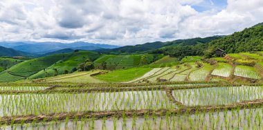 Pirinç Teras çevrili ağaçlar ve dağlar Pa Bong Piang Inthanon Milli Parkı ve Mae Chaem, Chiangmai, Tayland, Thailand, bulutlu bir aydınlatma