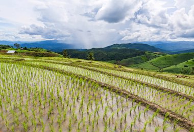 Pirinç Teras çevrili ağaçlar ve dağlar Pa Bong Piang Inthanon Milli Parkı ve Mae Chaem, Chiangmai, Tayland, Thailand, bulutlu bir aydınlatma