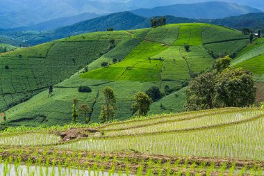 Pirinç Teras çevrili ağaçlar ve dağlar Pa Bong Piang Inthanon Milli Parkı ve Mae Chaem, Chiangmai, Tayland, Thailand, bulutlu bir aydınlatma