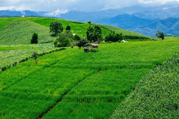 Güzel bir pirinç Teras ve Pa Bong Piang Inthanon Milli Parkı ve Mae Chaem, Chiangmai, Tayland yakınındaki dağ manzarası