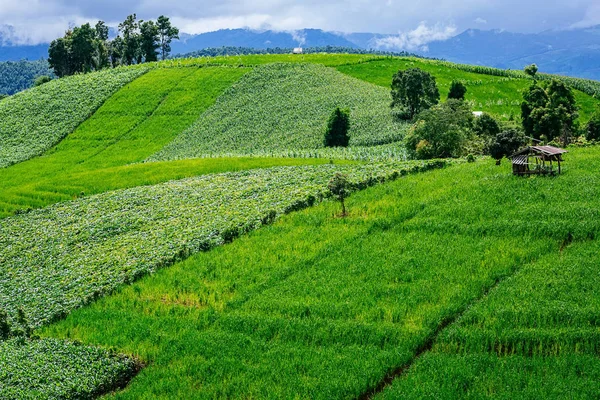 Uma bela vista do terraço de arroz e montanhas em Pa Bong Piang perto do Parque Nacional Inthanon e Mae Chaem, Chiangmai, Tailândia — Fotografia de Stock