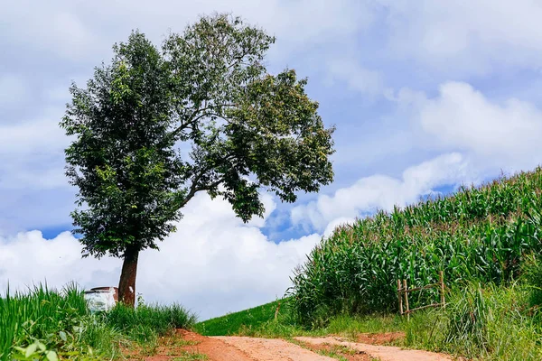Ağaç ve Mısır alanları ve dağlar Pa Bong Piang Inthanon Milli Parkı ve Mae Chaem, Chiangmai, Tayland, Thailand, güzel bir görünümü