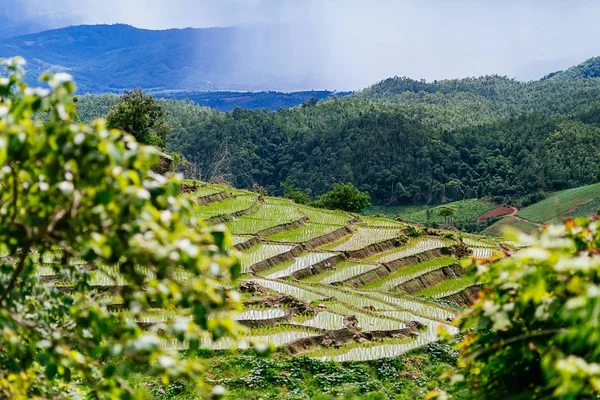 Pirinç Teras çevrili ağaçlar ve dağlar Pa Bong Piang Inthanon Milli Parkı ve Mae Chaem, Chiangmai, Tayland, Thailand, bulutlu bir aydınlatma