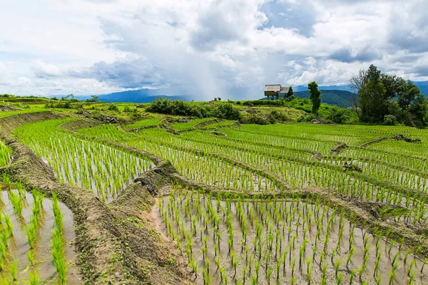 Pirinç Teras çevrili ağaçlar ve dağlar Pa Bong Piang Inthanon Milli Parkı ve Mae Chaem, Chiangmai, Tayland, Thailand, bulutlu bir aydınlatma