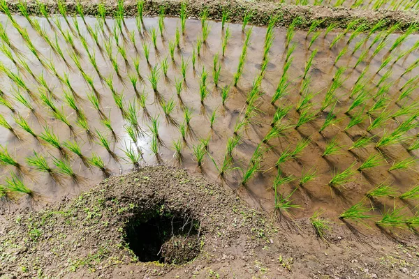 Pirinç Teras çevrili ağaçlar ve dağlar Pa Bong Piang Inthanon Milli Parkı ve Mae Chaem, Chiangmai, Tayland, Thailand, bulutlu bir aydınlatma