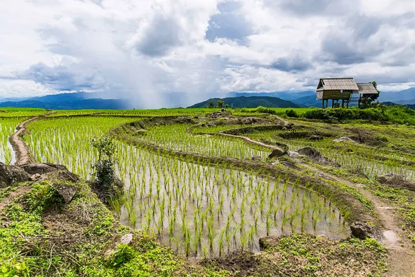 Pirinç Teras çevrili ağaçlar ve dağlar Pa Bong Piang Inthanon Milli Parkı ve Mae Chaem, Chiangmai, Tayland, Thailand, bulutlu bir aydınlatma