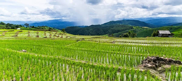 Pirinç Teras çevrili ağaçlar ve dağlar Pa Bong Piang Inthanon Milli Parkı ve Mae Chaem, Chiangmai, Tayland, Thailand, bulutlu bir aydınlatma