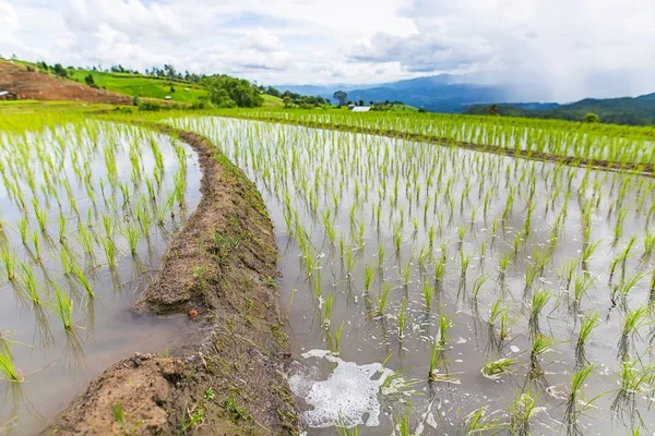Pirinç Teras çevrili ağaçlar ve dağlar Pa Bong Piang Inthanon Milli Parkı ve Mae Chaem, Chiangmai, Tayland, Thailand, bulutlu bir aydınlatma