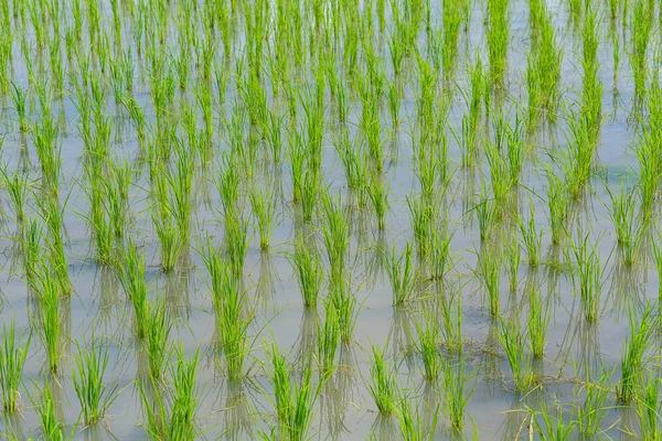 Pirinç Teras çevrili ağaçlar ve dağlar Pa Bong Piang Inthanon Milli Parkı ve Mae Chaem, Chiangmai, Tayland, Thailand, bulutlu bir aydınlatma