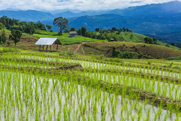 Pirinç Teras çevrili ağaçlar ve dağlar Pa Bong Piang Inthanon Milli Parkı ve Mae Chaem, Chiangmai, Tayland, Thailand, bulutlu bir aydınlatma