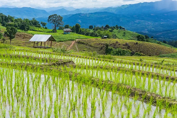 Pirinç Teras çevrili ağaçlar ve dağlar Pa Bong Piang Inthanon Milli Parkı ve Mae Chaem, Chiangmai, Tayland, Thailand, bulutlu bir aydınlatma