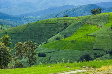 Pirinç Teras çevrili ağaçlar ve dağlar Pa Bong Piang Inthanon Milli Parkı ve Mae Chaem, Chiangmai, Tayland, Thailand, bulutlu bir aydınlatma
