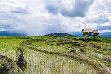 küçük kulübe ve pirinç Teras ağaçlar ve dağlar Pa Bong Piang Inthanon Milli Parkı ve Mae Chaem, Chiangmai, Tayland, Thailand, arka planda bir yağmur fırtına ile çevrili bir bulutlu aydınlatma