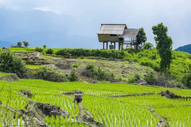 küçük kulübe ve pirinç Teras çevrili ağaçlar ve dağlar Pa Bong Piang Inthanon Milli Parkı ve Mae Chaem, Chiangmai, Tayland, Thailand, bulutlu bir aydınlatma