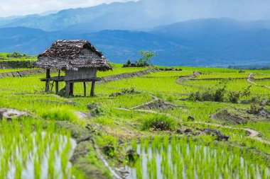 küçük kulübe ve pirinç Teras çevrili ağaçlar ve dağlar Pa Bong Piang Inthanon Milli Parkı ve Mae Chaem, Chiangmai, Tayland, Thailand, bulutlu bir aydınlatma