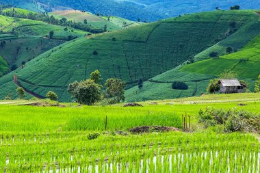 küçük kulübe ve pirinç Teras çevrili ağaçlar ve dağlar Pa Bong Piang Inthanon Milli Parkı ve Mae Chaem, Chiangmai, Tayland, Thailand, bulutlu bir aydınlatma