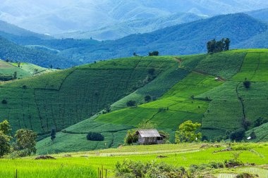 küçük kulübe ve pirinç Teras çevrili ağaçlar ve dağlar Pa Bong Piang Inthanon Milli Parkı ve Mae Chaem, Chiangmai, Tayland, Thailand, bulutlu bir aydınlatma