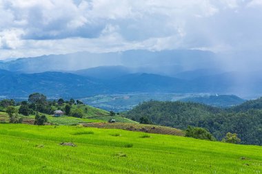 Pirinç Teras çevrili ağaçlar ve dağlar, Pa Bong Piang Inthanon Milli Parkı ve Mae Chaem, Chiangmai, Tayland
