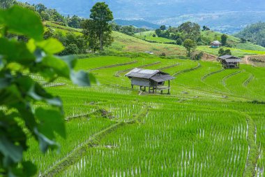 Pirinç Teras çevrili ağaçlar ve dağlar, Pa Bong Piang Inthanon Milli Parkı ve Mae Chaem, Chiangmai, Tayland