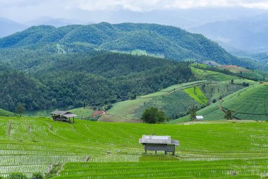 Pirinç Teras çevrili ağaçlar ve dağlar, Pa Bong Piang Inthanon Milli Parkı ve Mae Chaem, Chiangmai, Tayland