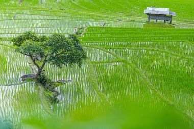 Pirinç Teras çevrili ağaçlar ve dağlar, Pa Bong Piang Inthanon Milli Parkı ve Mae Chaem, Chiangmai, Tayland