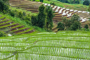 Pirinç Teras çevrili ağaçlar ve dağlar, Pa Bong Piang Inthanon Milli Parkı ve Mae Chaem, Chiangmai, Tayland