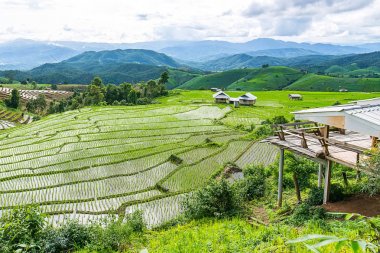Pirinç Teras çevrili ağaçlar ve dağlar, Pa Bong Piang Inthanon Milli Parkı ve Mae Chaem, Chiangmai, Tayland