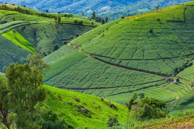 Pirinç Teras çevrili ağaçlar ve dağlar Pa Bong Piang Inthanon Milli Parkı ve Mae Chaem, Chiangmai, Tayland, Thailand, bulutlu bir aydınlatma