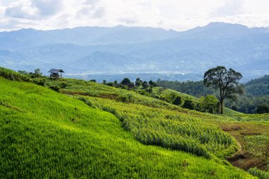 Pirinç Teras çevrili ağaçlar ve dağlar Pa Bong Piang Inthanon Milli Parkı ve Mae Chaem, Chiangmai, Tayland, Thailand, bulutlu bir aydınlatma