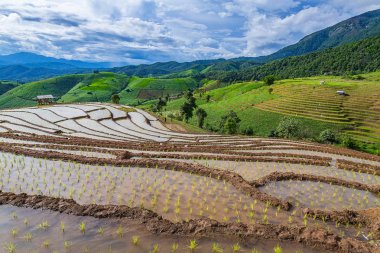 Pirinç Teras çevrili ağaçlar ve dağlar Pa Bong Piang Inthanon Milli Parkı ve Mae Chaem, Chiangmai, Tayland, Thailand, bulutlu bir aydınlatma