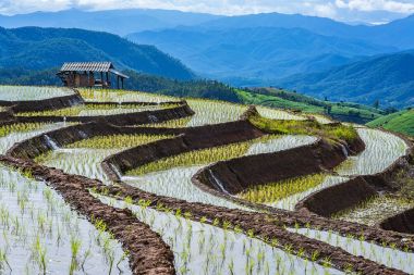 Pirinç Teras çevrili ağaçlar ve dağlar Pa Bong Piang Inthanon Milli Parkı ve Mae Chaem, Chiangmai, Tayland, Thailand, bulutlu bir aydınlatma