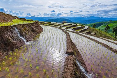 Pirinç Teras çevrili ağaçlar ve dağlar Pa Bong Piang Inthanon Milli Parkı ve Mae Chaem, Chiangmai, Tayland, Thailand, bulutlu bir aydınlatma