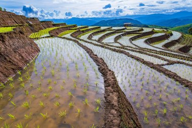 Pirinç Teras çevrili ağaçlar ve dağlar Pa Bong Piang Inthanon Milli Parkı ve Mae Chaem, Chiangmai, Tayland, Thailand, bulutlu bir aydınlatma