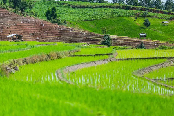 küçük kulübe ve pirinç Teras çevrili ağaçlar ve dağlar Pa Bong Piang Inthanon Milli Parkı ve Mae Chaem, Chiangmai, Tayland, Thailand, bulutlu bir aydınlatma