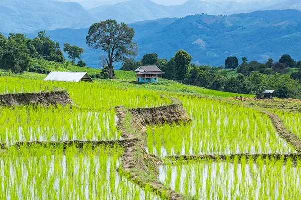 küçük kulübe ve pirinç Teras çevrili ağaçlar ve dağlar Pa Bong Piang Inthanon Milli Parkı ve Mae Chaem, Chiangmai, Tayland, Thailand, bulutlu bir aydınlatma